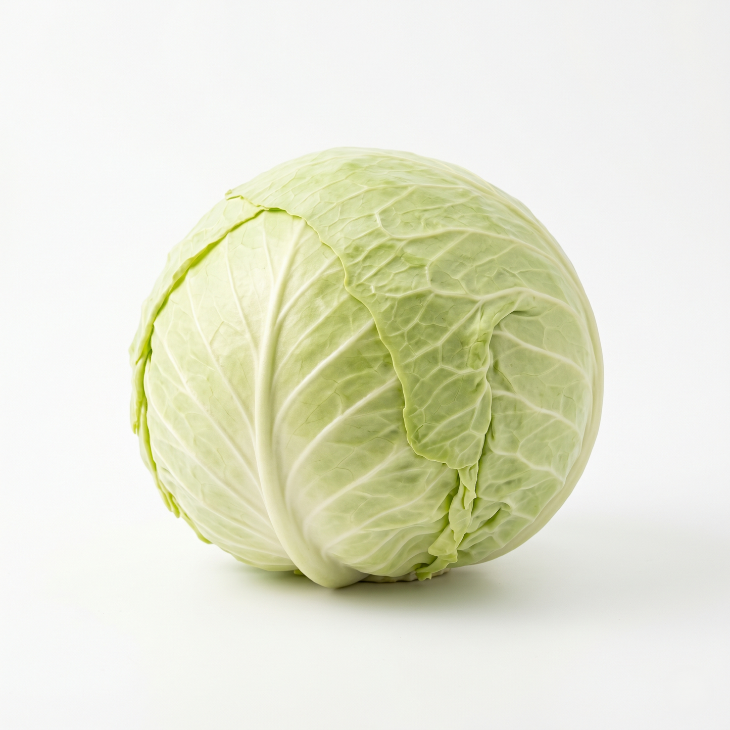 Cabbage - முட்டைகோஸ்