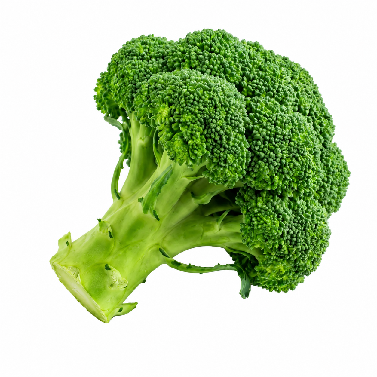 Broccoli ப்ரோக்கோலி