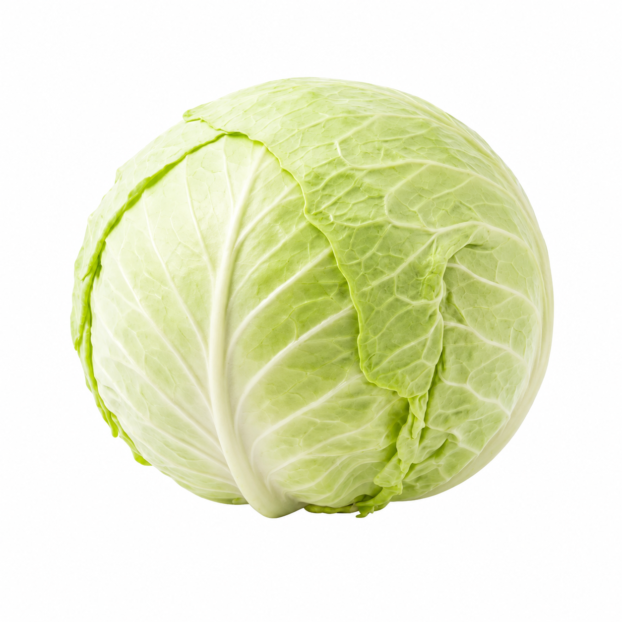 Cabbage முட்டைகோஸ்