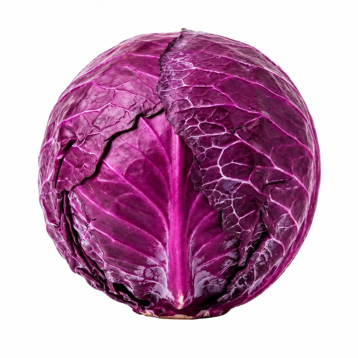Cabbage Purple ஊதா முட்டைக்கோஸ்